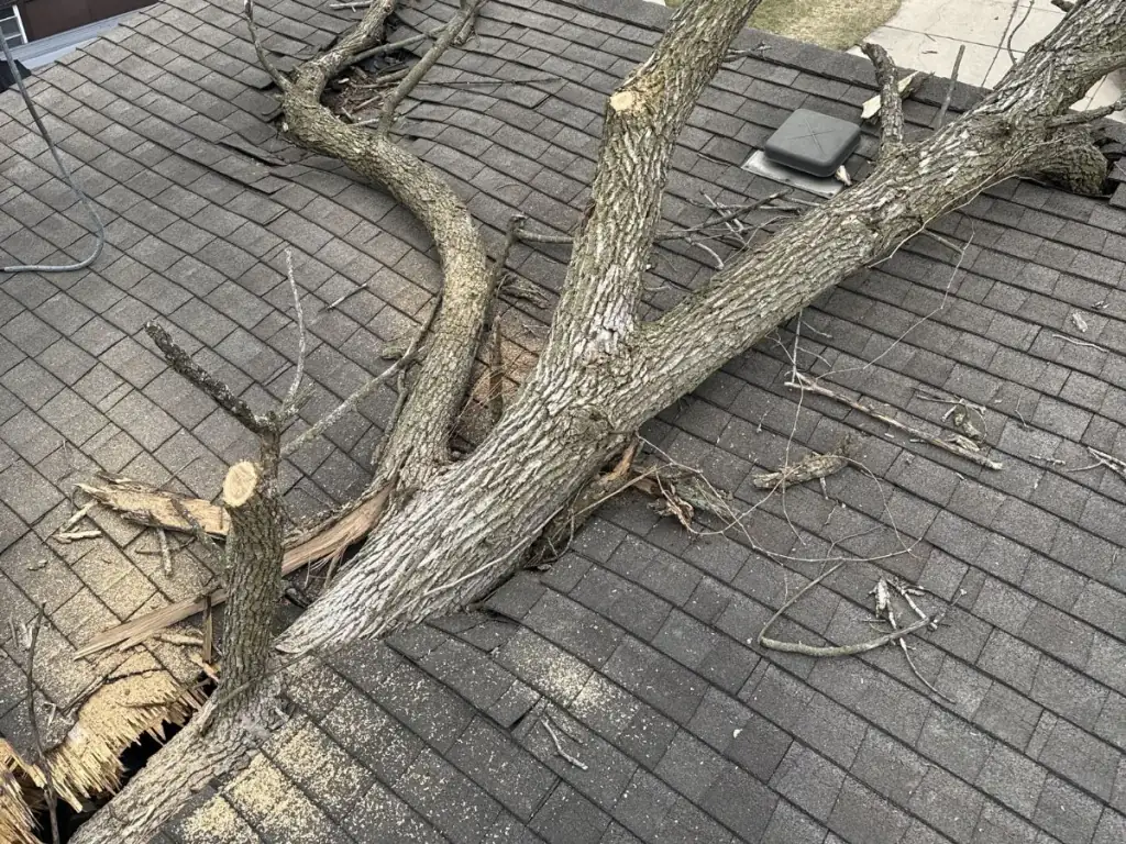 Emergency Tree Removal