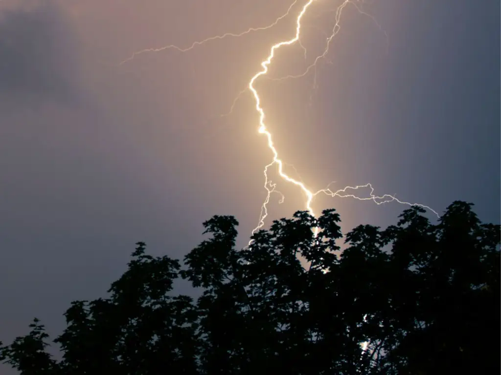 Tree lightning protection system