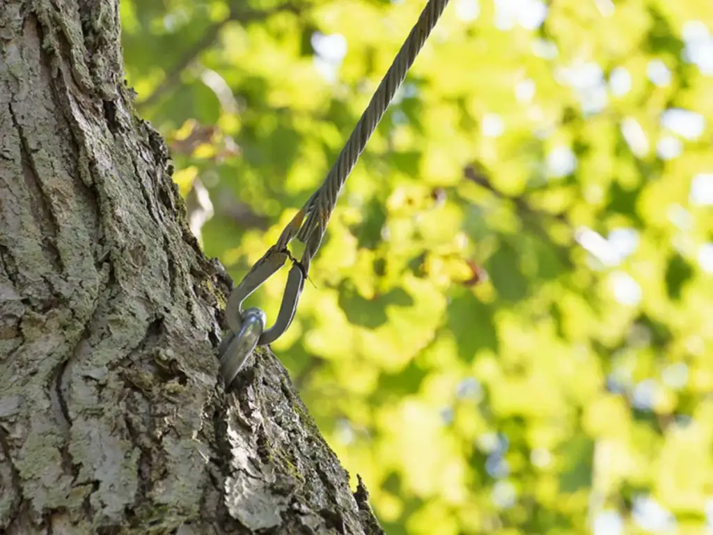 Steel cable installed in a tree canopy for tree cabling and bracing