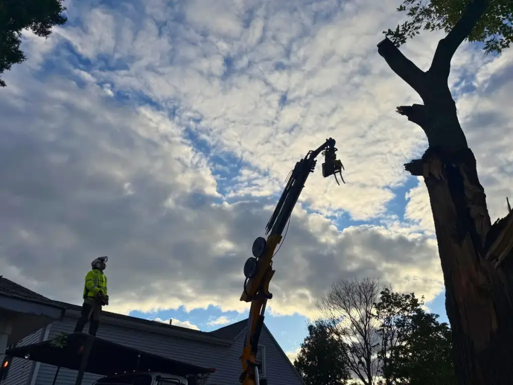 Tree Removal